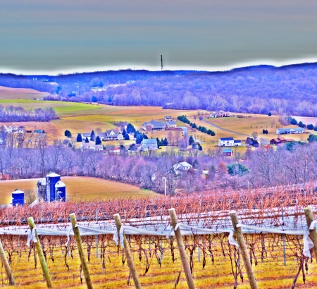 Vineyard Scenic View (HDR) - Sample Photo/Poster Image